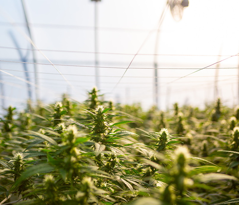 marijuana grow facility